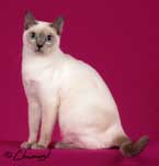 Tonkinese Cat