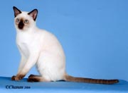 Tonkinese Kitten Photo