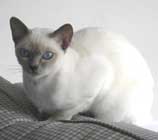 Tonkinese