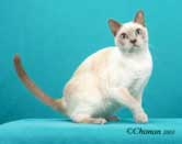 Tonkinese