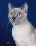 Tonkinese Photo