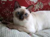 Tonkinese Photo