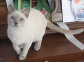 Tonkinese