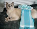 Tonkinese Photo