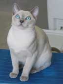 Tonkinese Kitten