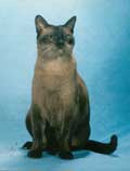 Tonkinese Photo