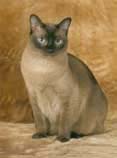 Tonkinese Photo