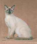 Tonkinese Kitten