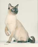 Tonkinese Photo