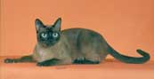 Tonkinese Photo