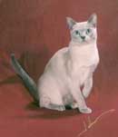 Tonkinese Photo