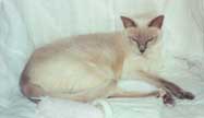 Tonkinese Photo