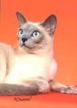 Tonkinese Photo