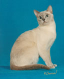 Tonkinese Photo