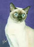 Tonkinese Photo