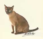 Tonkinese Photo