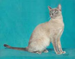 Tonkinese Photo