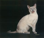 Tonkinese Photo