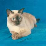 Tonkinese Kitten