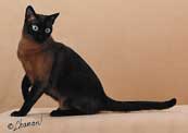 Tonkinese Photo