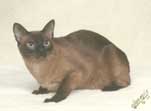 Tonkinese Photo