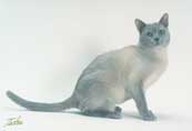 Tonkinese Photo