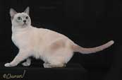 Tonkinese Photo
