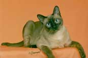 Tonkinese Kitten