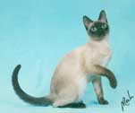 Tonkinese Kitten