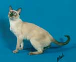 Tonkinese Kitten