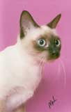 Tonkinese Photo