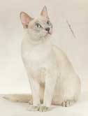 Tonkinese Photo