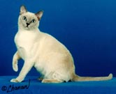 Tonkinese Photo