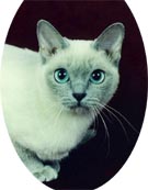 Tonkinese Photo