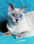 Tonkinese Kitten