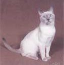 Tonkinese Photo