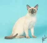 Tonkinese Photo