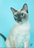 Tonkinese Photo