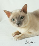 Tonkinese Photo