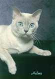 Tonkinese Photo