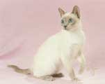 Tonkinese Photo
