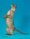 Tonkinese Photo