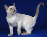 Tonkinese Kitten