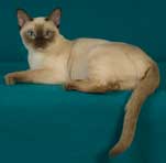 Tonkinese Kitten