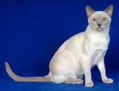 Tonkinese Photo