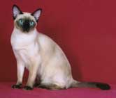 Tonkinese Kitten