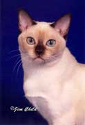 Tonkinese