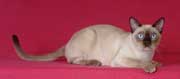 Tonkinese Photo