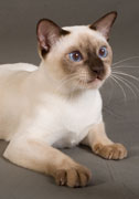 Tonkinese