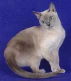 Tonkinese Photo